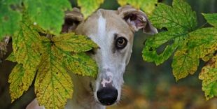 Sighthound Club Community – Austausch, Haltung, Wissen