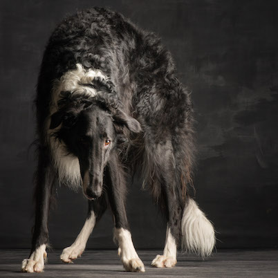 Barsoi, Borzoi