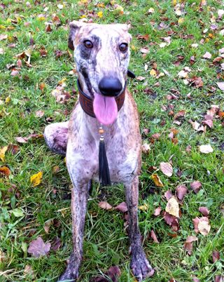 Nachricht an den Sighthound Coach