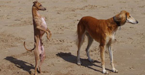 Hundeschule für Windhunde und Podencos