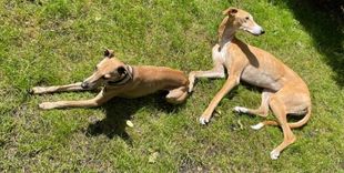 Alltagstraining für Windhund- und Podencobesitzer