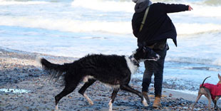 Hundetraining für Windhunde und Podencos