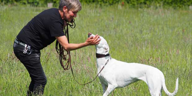 Monika Mosch Hundetrainerin für Windhunde und Podencos