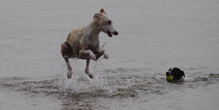 Preisliste Coaching für Hundehalter mit Podenco oder Windhund