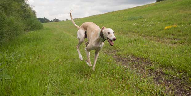 Aggressives Verhalten beim Windhund