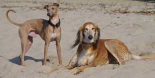 konsequentes und strukturiertes Hundetraining mit dem Windhund und Podenco