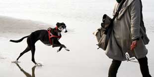 Ein lehreicher Workshop für Besizer von ganz besonderen Hunden - Windhund und Podenco