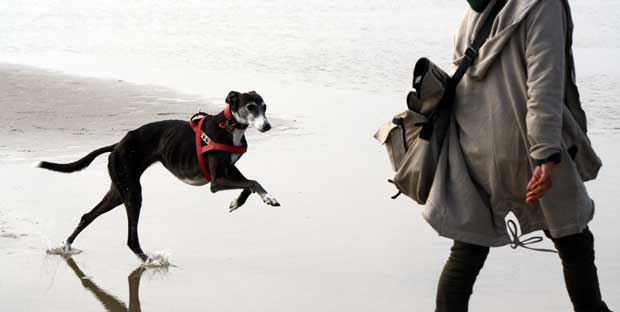 Die Genetik von Windhund und Podenco ist eine Herausforderung für jeden Halter dieser Rasse