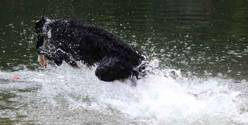 Windhunde brauchen Eiweiß zum Aufbau der Muskulatur