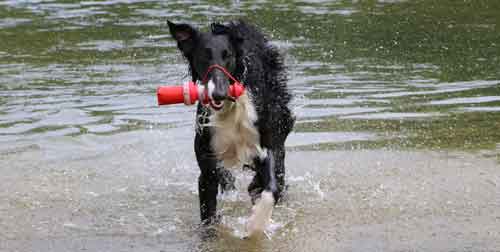 Fett ist der beste Energielieferant im Hundefutter