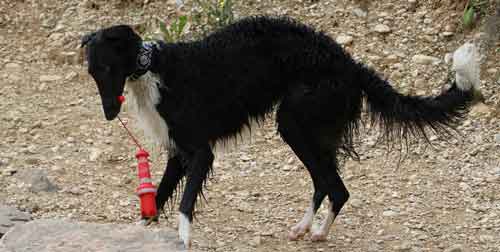 Hunde im Urlaub brauchen eine extra Ration Futter