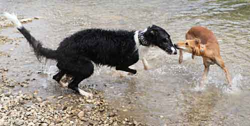 Wenn Windhunde spielen geht es darum wer besser ist