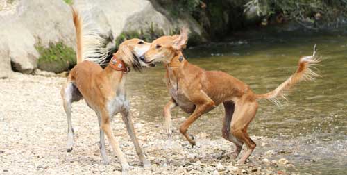 Leistungsbereite Windhunde durch gesundes Futter