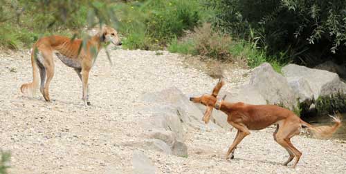 Ein aktiver und agiler Windhund