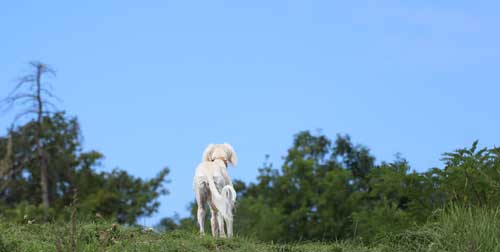 Die Futterzusammensetzung sollte auf den Windhund abgestimmt sein