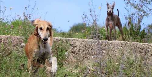 italienisches Windspiel und Saluki