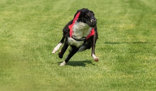 Bewegungstraining Windhund-Rennsport