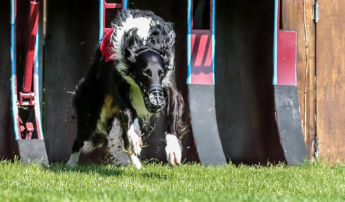 Bewegungstraining Windhund-Rennsport