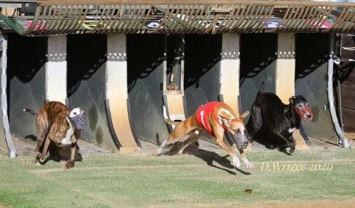 Bewegungstraining Windhund-Rennsport