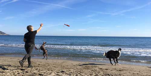 Spaß und Spiel für Podenco, Windspiel, Galgo und Barsoi