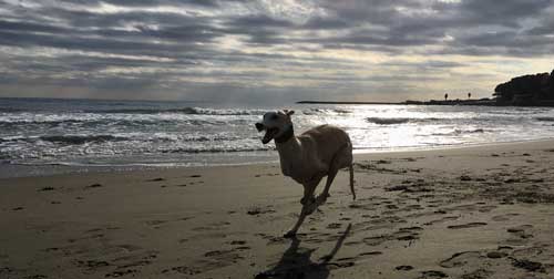 der Strand lädt zu einem Windhundrennen ein