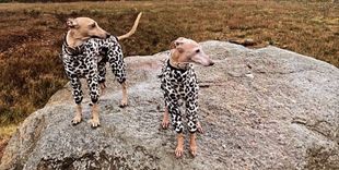 Die Windhund-Zeitzone entdecken