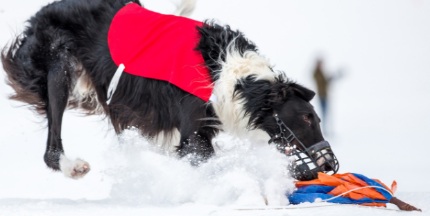 Theorie und Praxis rund um den Rennsport mit Windhund und Podenco