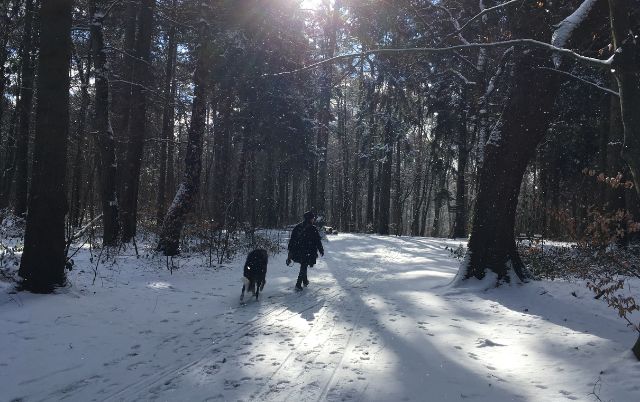 Hundetraining für Windhund und Podenco