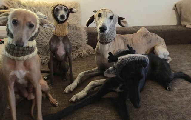 Windhunde mit Rentier-Ohren