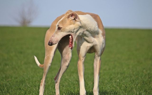 Whippet Greyhound oder Galgo Español?