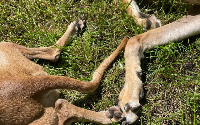Windhundbeine im Frühlingsgras – entspannte Windhunde liegen in der Sonne.