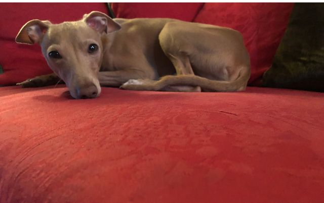 Junges Windspiel liegt entspannt auf einem roten Sofa – ruhiger Moment im Alltag.