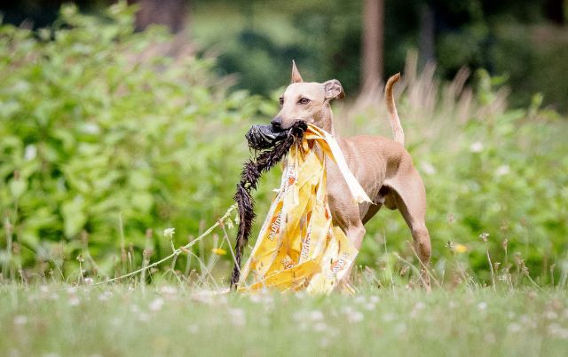 Windhund trägt Beuteattrappe beim Training – jagdliches Verhalten kontrolliert eingesetzt.