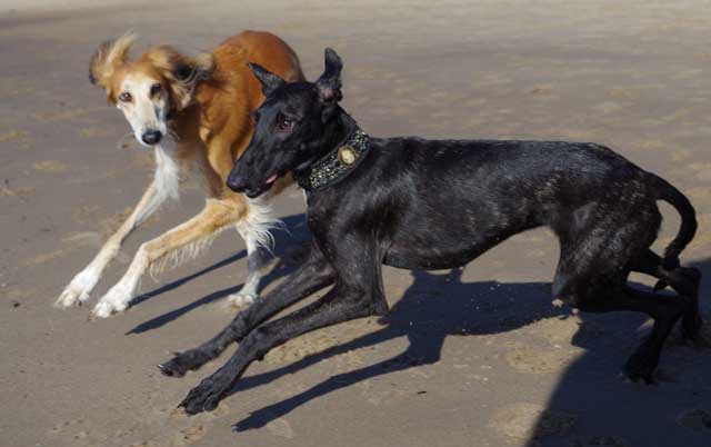 Partnerschaft mit dem Windhund