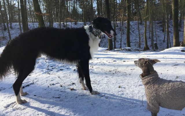 Barsoi und Italienisches Windspiel im Schnee – Blickkontakt im Winterlicht