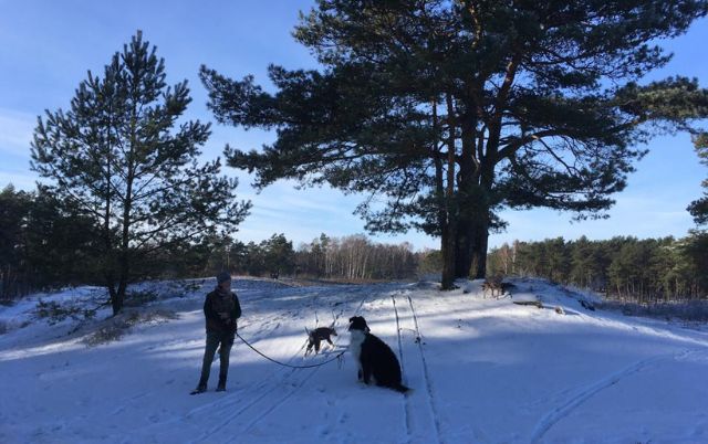 Winterspaziergang mit Windhunden auf schneebedeckter Landschaft