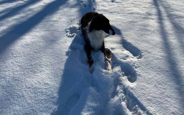 Windhund liegt im Schnee – Pause im klaren Winterlicht