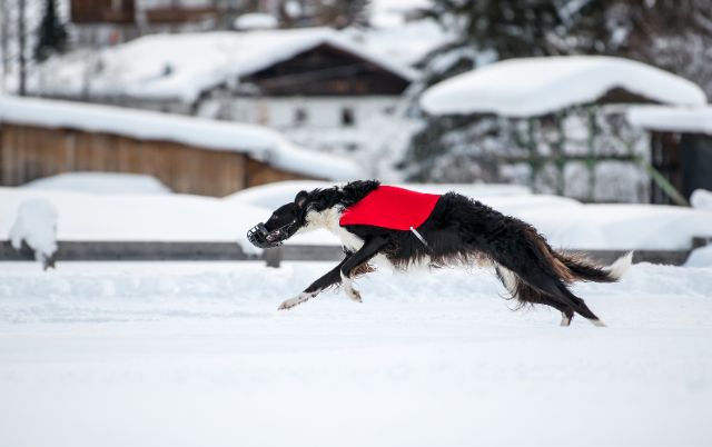Windhund beim Schneecoursing – Tempo auf der Winterwiese