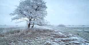 Worauf man im Winter mit seinem Windhund achten soll