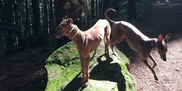 Praxiskurs Leinenführigkeit WIndhund, Podengo