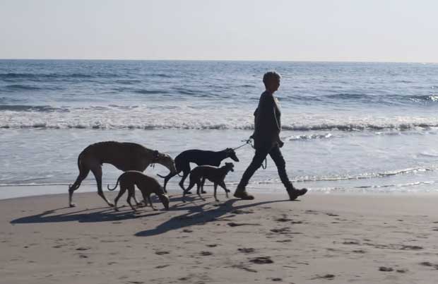 Monika Mosch Hundetrainer für Windhunde und Podencos